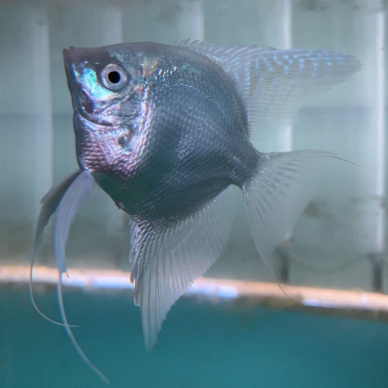 Platinum blue female.jpg
