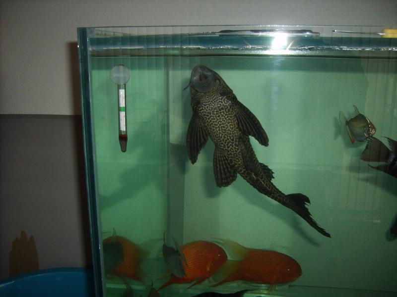 Pleco 1.jpg