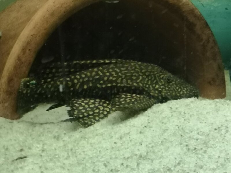pleco 1.jpg