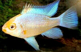 Powder blue.jpg
