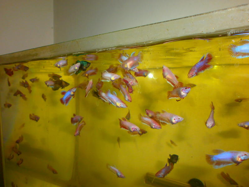 PS11.jpg