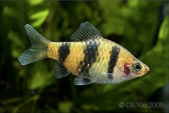Puntius-nigrofasciatus-female.jpg