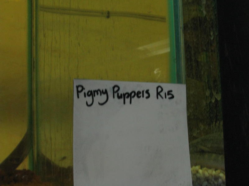 puppers3.jpg
