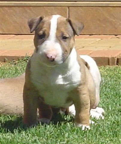 puppy.jpg