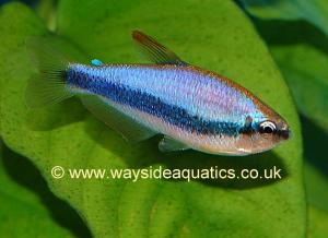 Purple-emperor-tetra.JPG
