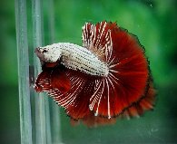 Red Dragon HM.jpg