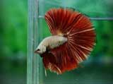 Red-Drgon.jpg
