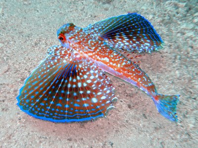 Red-Flying-Gurnard.jpg