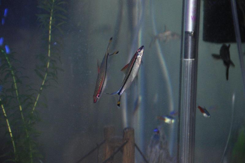 Redlined Torpedo Barbs2.jpg