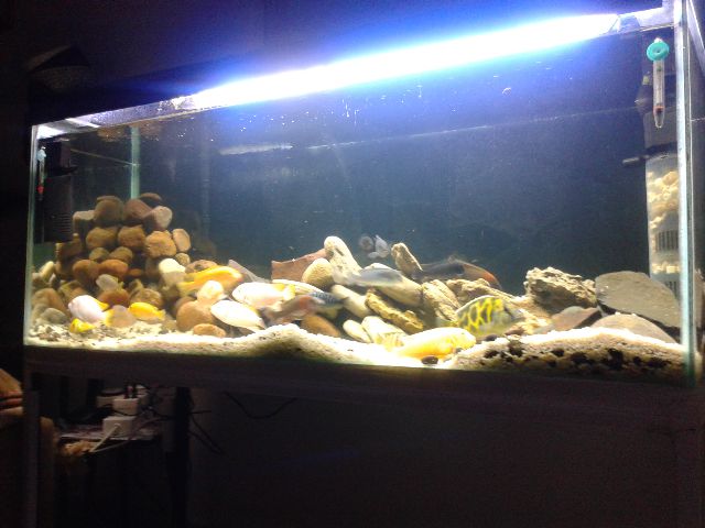 rescape 6.jpg