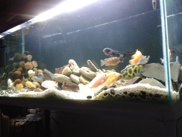 rescape5.jpg