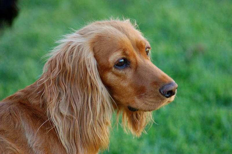 Roxy0001.jpg
