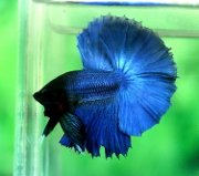 Royal Blue HM.jpg