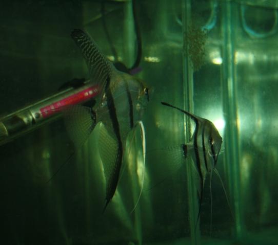 Scalare 3712.jpg