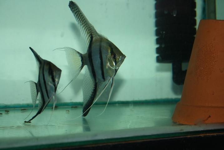 Scalare spawn 19712.jpg