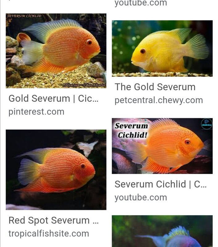 Screenshot_20200805_110125.jpg