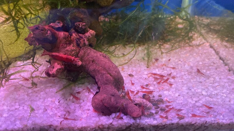 Shrimp.jpeg