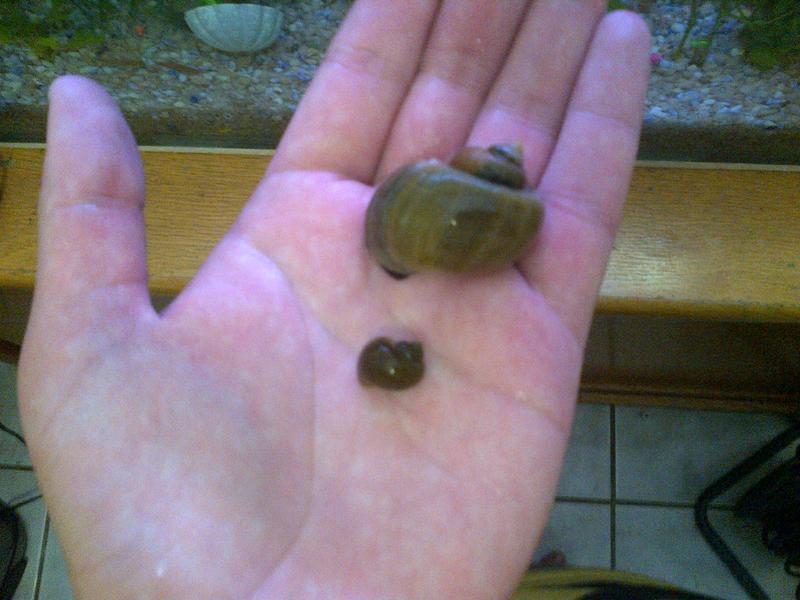 snails.jpg