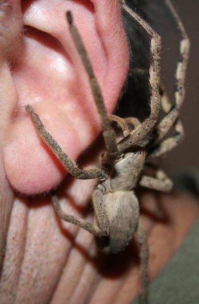 spider1.jpg