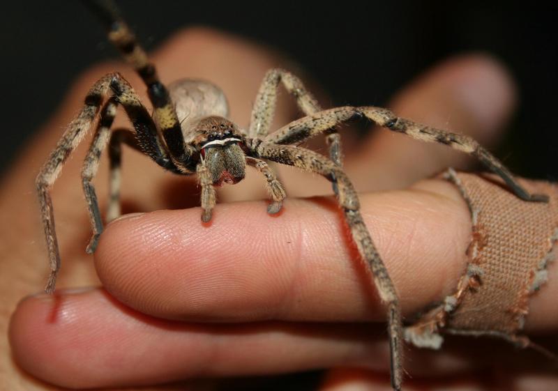 spider2.jpg