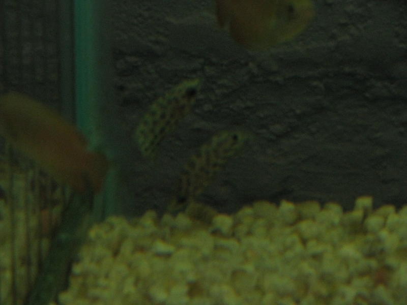 spotted gourami.jpg