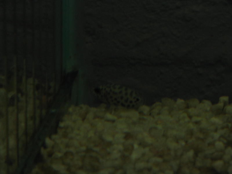 spotted gourami2.jpg