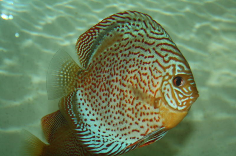 Spotted jobbie female.jpg