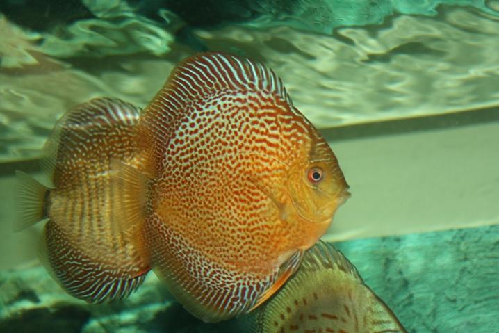 Spotted ss120912.jpg