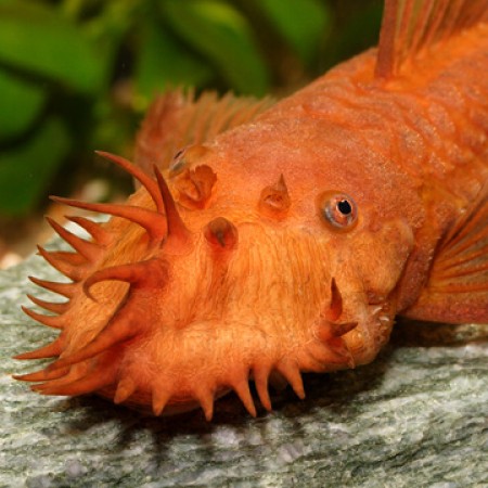 Super Red Ancistrus.jpg