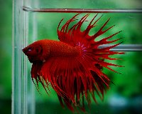 Super Red CT.jpg