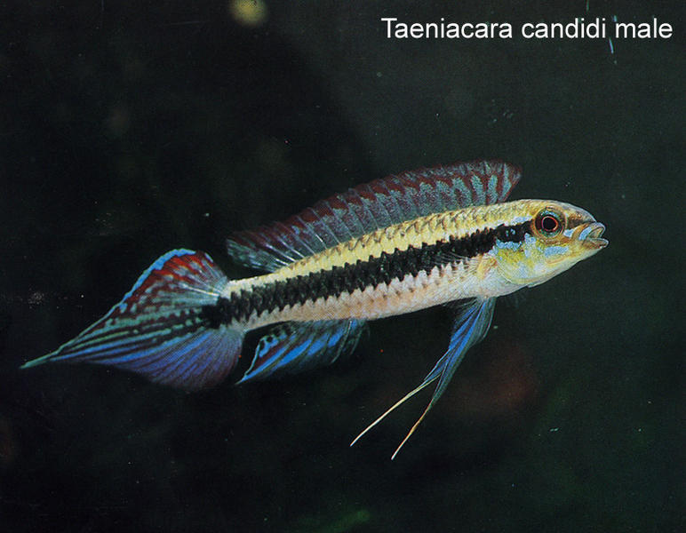 taeniacara_candidi_male.jpg