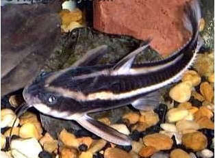 talking catfish.jpg