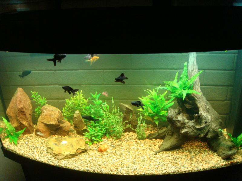 Tank Day 7.jpg