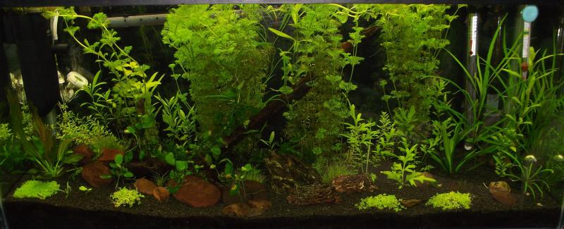 Tank pic 23-05-16.jpg
