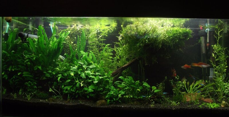 Tank pic April 2018.JPG
