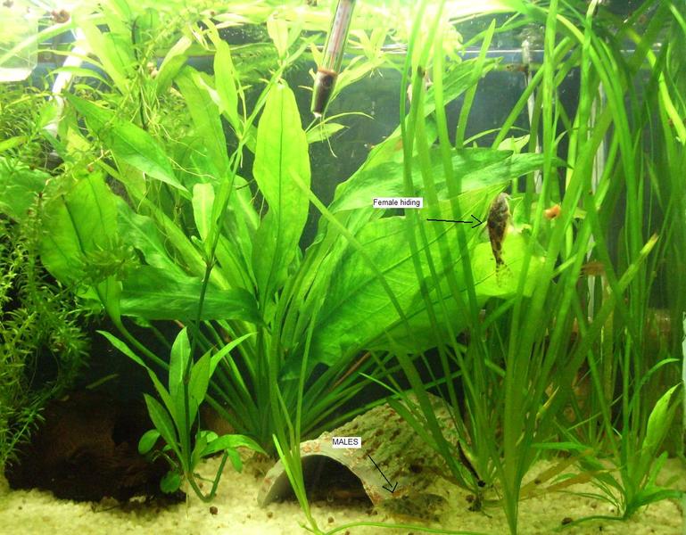 tank shot.jpg