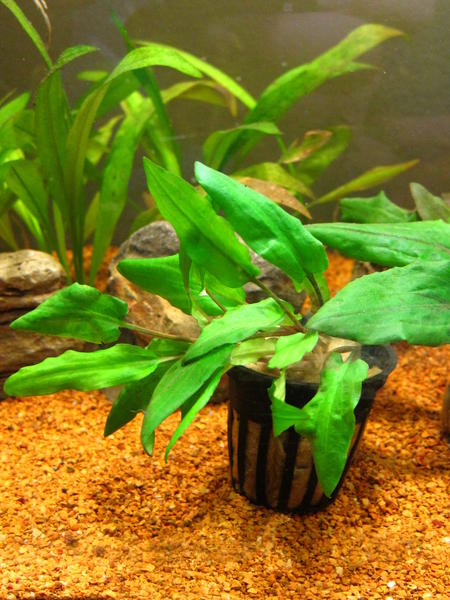 Tank Stand 037.jpg