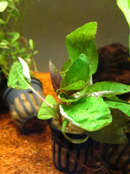 Tank Stand 043.jpg