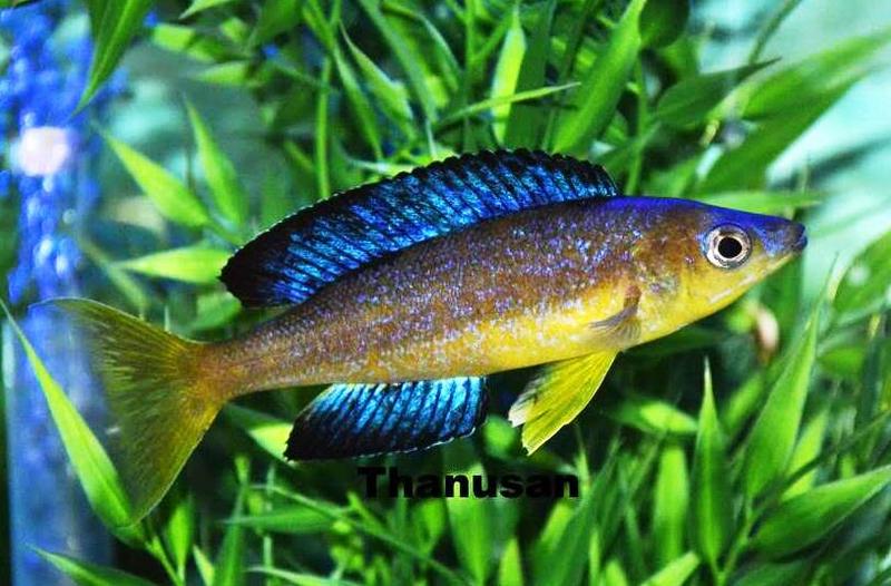 Thanusan micro karilani 001.jpg