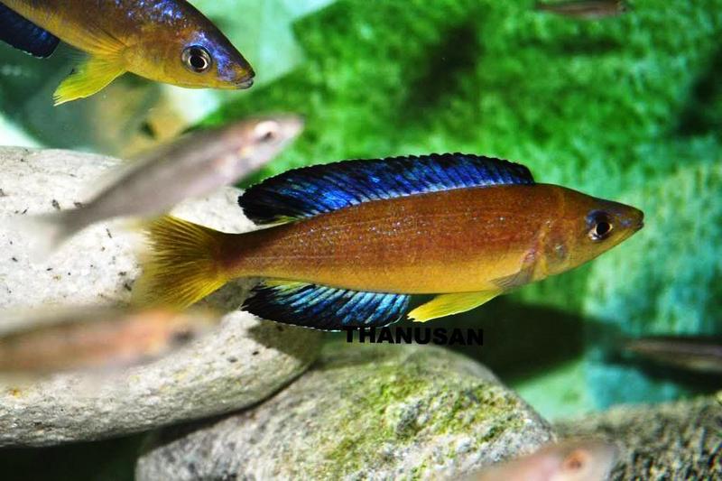 Thanusan micro karilani 004.jpg
