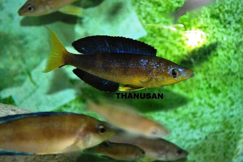 Thanusan micro karilani 005.jpg