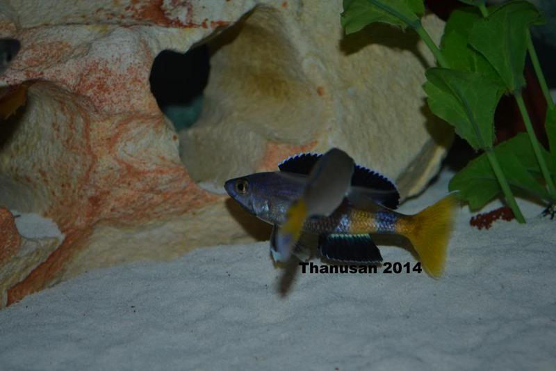 Thanusan Speckleback moba 005.jpg