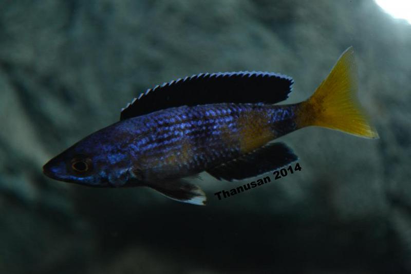 Thanusan Speckleback moba 006.jpg