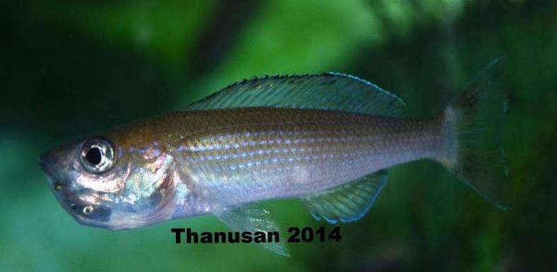 Thanusan Speckleback moba 009 female.jpg