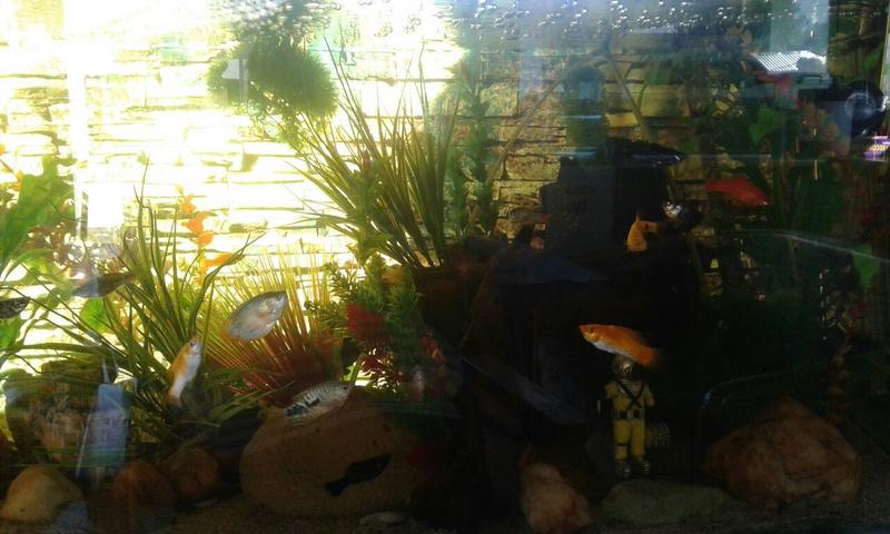 theo fish.jpg