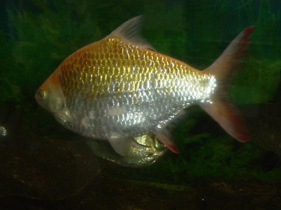 Tinfoil Barb.JPG