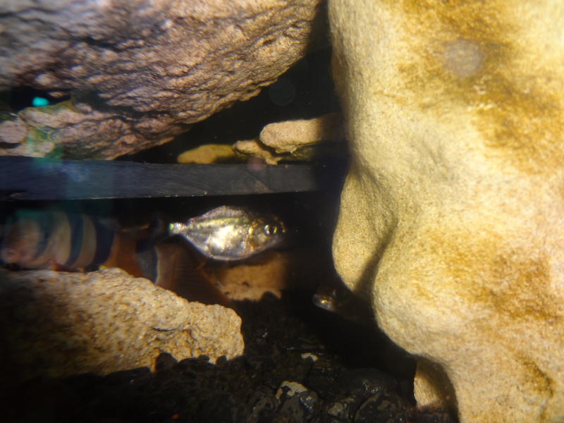 tiny 2cm pirhana.jpg