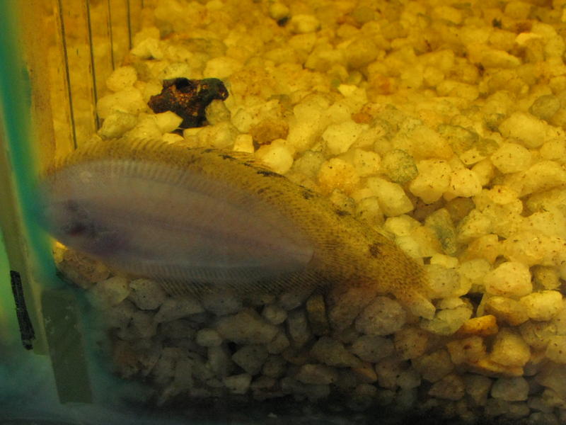 tongue fish.jpg
