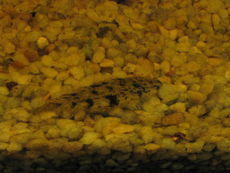 tongue fish2.jpg
