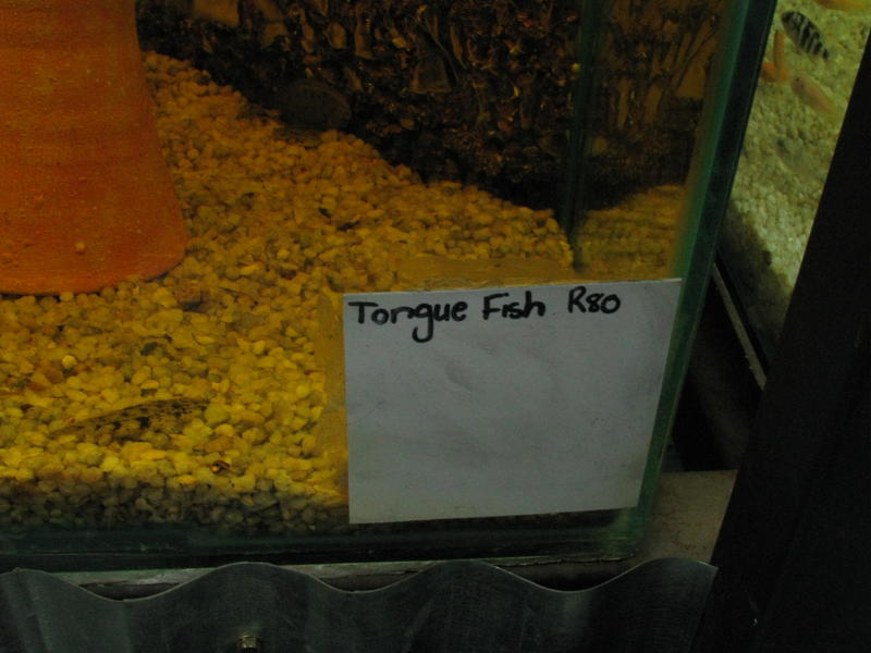 tongue fish3.jpg